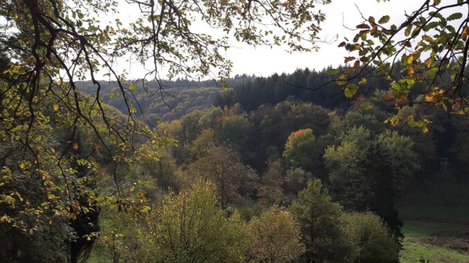 5,4 Kilometer langer Rundweg in Rauenthal verbindet Ortskern mit Aussichtspunkt Maspen