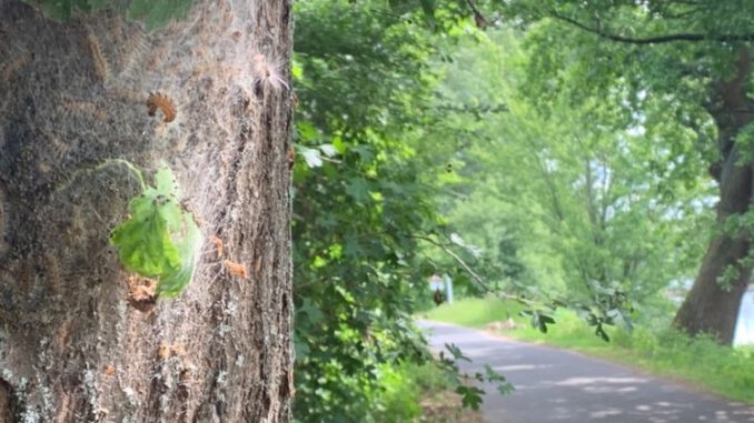 Eltville lässt Gespinste des Eichenprozessionsspinners am Leinpfad entfernen Eltville lässt Gespinste des Eichenprozessionsspinners am Leinpfad entfernen