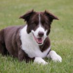 Mögliche Giftköder in Walluf: Behörden fordern erhöhte Vorsicht von Hundehaltern