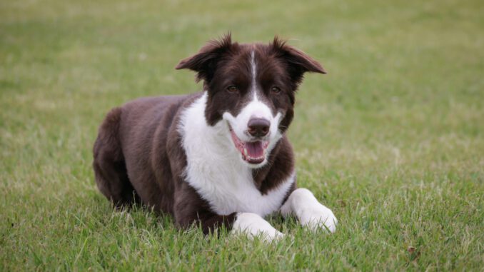 Mögliche Giftköder in Walluf: Behörden fordern erhöhte Vorsicht von Hundehaltern Mögliche Giftköder in Walluf: Behörden fordern erhöhte Vorsicht von Hundehaltern