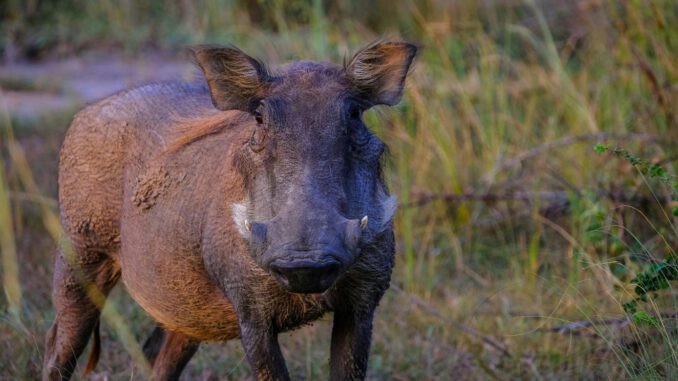 Rheingau-Taunus: Kein neuer ASP-Fall seit Februar, Kreis zieht Bilanz und bereitet Rückzonierung vor