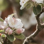 Verkehr in Naurod wird während Äppelblütefest vom 8. bis 11. Mai umgeleitet