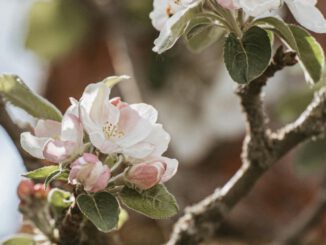 Verkehr in Naurod wird während Äppelblütefest vom 8. bis 11. Mai umgeleitet