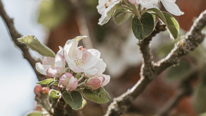 Verkehr in Naurod wird während Äppelblütefest vom 8. bis 11. Mai umgeleitet