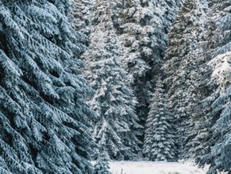 Weihnachtsbäume aus Rüdesheim: Verkauf und Selbsteinschlag im Wald am 20. Dezember