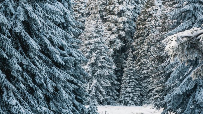 Weihnachtsbäume aus Rüdesheim: Verkauf und Selbsteinschlag im Wald am 20. Dezember
