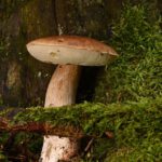 Wiesbaden bietet geführte Pilzexkursionen und Beratungen im Herbst an