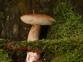 Wiesbaden bietet geführte Pilzexkursionen und Beratungen im Herbst an