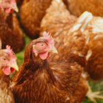 Wiesbaden erlaubt wieder Auslauf für Geflügel nach Beruhigung der Vogelgrippelage