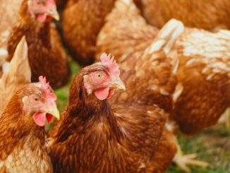 Wiesbaden erlaubt wieder Auslauf für Geflügel nach Beruhigung der Vogelgrippelage