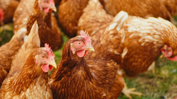 Wiesbaden erlaubt wieder Auslauf für Geflügel nach Beruhigung der Vogelgrippelage