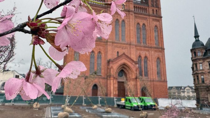 Wiesbaden pflanzt 24 Bäume auf dem Schlossplatz und installiert unterirdische Bewässerung